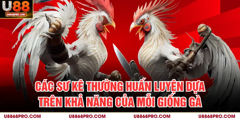 Các sư kê thường huấn luyện dựa trên khả năng của mỗi giống gà