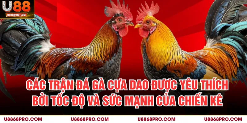 Các trận đá gà cựa dao được yêu thích bởi tốc độ và sức mạnh của chiến kê