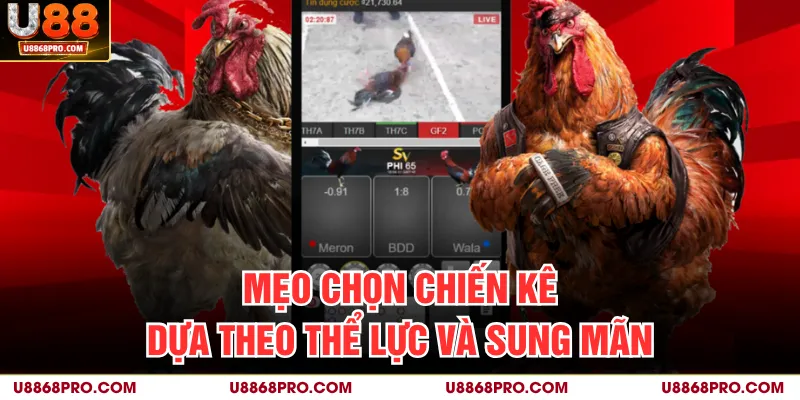 Mẹo chọn chiến kê dựa theo thể lực và sung mãn
