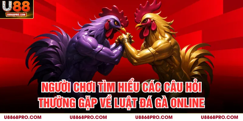 Người chơi tìm hiểu các câu hỏi thường gặp về luật đá gà online